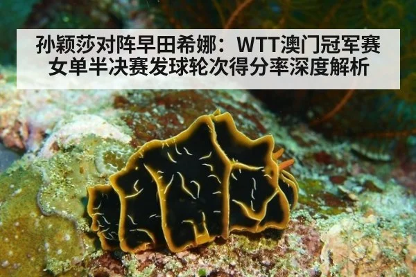 孙颖莎对阵早田希娜：WTT澳门冠军赛女单半决赛发球轮次得分率深度解析